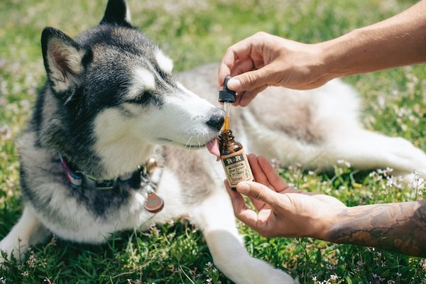 Comment choisir le bon dosage de cannabidiol pour son animal de compagnie ?